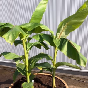 Half wijnvat 112 liter met Musja basjoo (tuinbanaan)