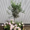 Half wijnvat 112 liter met olijfboompje en onderbeplanting