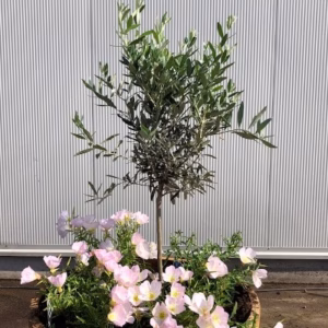 Half wijnvat 112 liter met olijfboompje en onderbeplanting