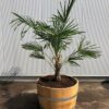 Half wijnvat 112 liter met Trachycarpus fortunei 