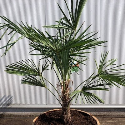 Half wijnvat 112 liter met Trachycarpus fortunei 