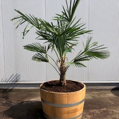 Half wijnvat 112 liter met Trachycarpus fortunei 