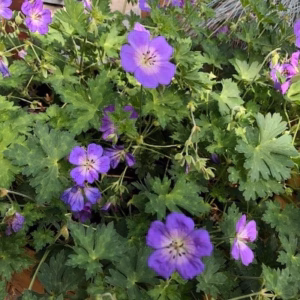 Geranium Rozanne