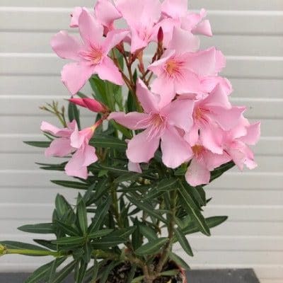 Oleander struik 40 cm, kleur roze