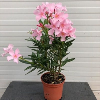 Oleander struik 40 cm, kleur roze