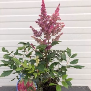 Astilbe (Pluimspirea)