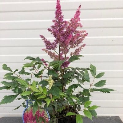 Astilbe (Pluimspirea)