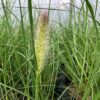 Pennisetum 'Hameln" (Lampenpoetsersgras)
