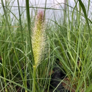 Pennisetum 'Hameln" (Lampenpoetsersgras)