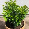 Half wijnvat 112 liter met Prunus Etna