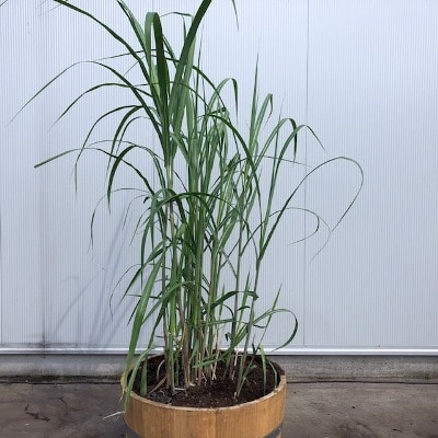 Half wijnvat met Olifantengras (Miscanthus x giganteus)