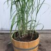 Half wijnvat met Olifantengras (Miscanthus x giganteus)