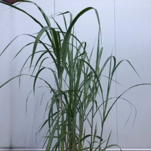 Half wijnvat met Olifantengras (Miscanthus x giganteus)