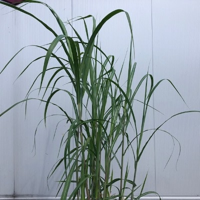 Half wijnvat met Olifantengras (Miscanthus x giganteus)