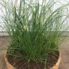Half wijnvat met lampenpoetsergras (Pennisetum 'Hameln')