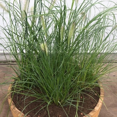 Half wijnvat met lampenpoetsergras (Pennisetum 'Hameln')