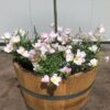 Half wijnvat met Bonte wilg (Salix) en onderbeplanting