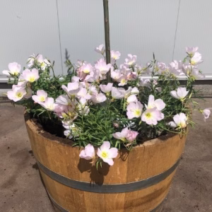 Half wijnvat met Bonte wilg (Salix) en onderbeplanting