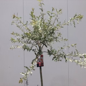 Half wijnvat met Bonte wilg (Salix) en onderbeplanting