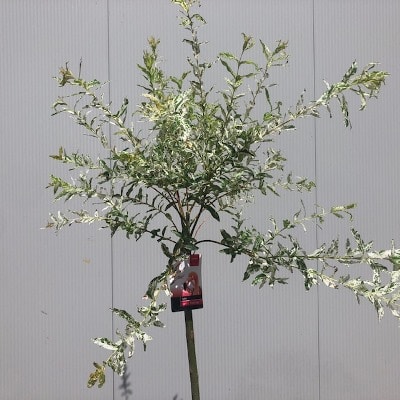 Half wijnvat met Bonte wilg (Salix) en onderbeplanting