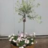 Half wijnvat met Bonte wilg (Salix) en onderbeplanting
