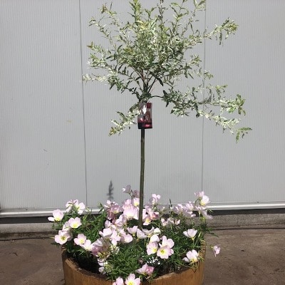 Half wijnvat met Bonte wilg (Salix) en onderbeplanting