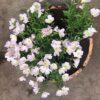 Kwart wijnvat beplant met Teunisbloem (Oenothera)
