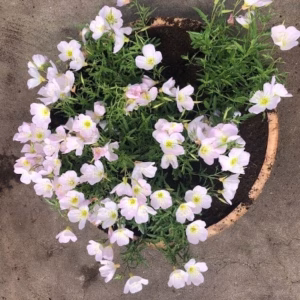 Kwart wijnvat beplant met Teunisbloem (Oenothera)