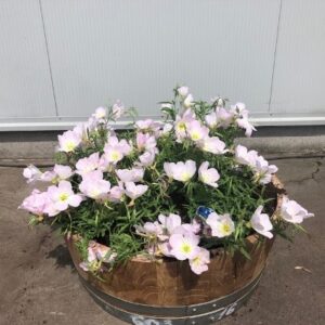Kwart wijnvat beplant met Teunisbloem (Oenothera)