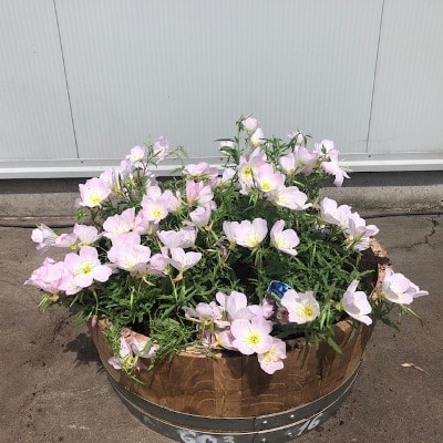 Kwart wijnvat beplant met Teunisbloem (Oenothera)