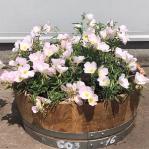 Kwart wijnvat beplant met Teunisbloem (Oenothera)