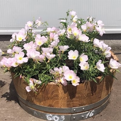 Kwart wijnvat beplant met Teunisbloem (Oenothera)