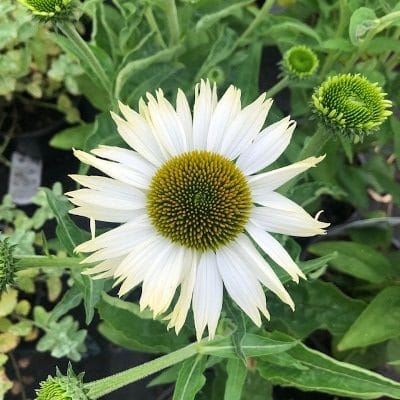 Echinacea purp. 'Alba' (Zonnehoed)