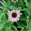 Echinacea purp. 'Magnus' (Zonnehoed)