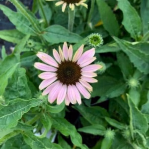 Echinacea purp. 'Magnus' (Zonnehoed)