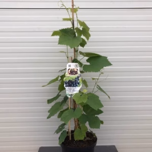 Vitis (druif) Boskoop Glory