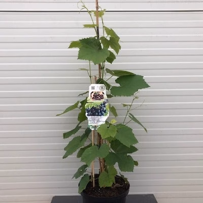 Vitis (druif) Boskoop Glory