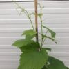 Vitis (druif) Boskoop Glory