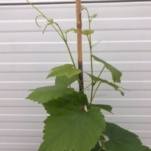 Vitis (druif) Boskoop Glory