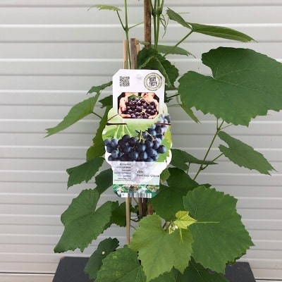 Vitis (druif) Boskoop Glory