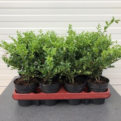 Ilex crenata 'convexa'