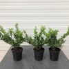 Ilex crenata 'convexa'