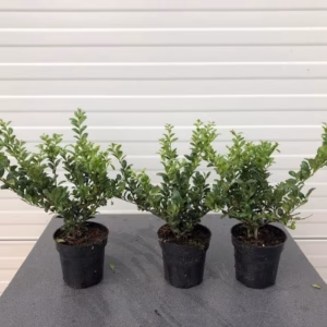 Ilex crenata 'convexa'