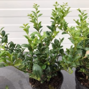Ilex crenata 'convexa'