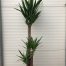Yucca elephantipes met 3 stammen
