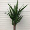 Yucca elephantipes met 3 stammen
