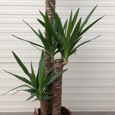 Yucca elephantipes met 3 stammen