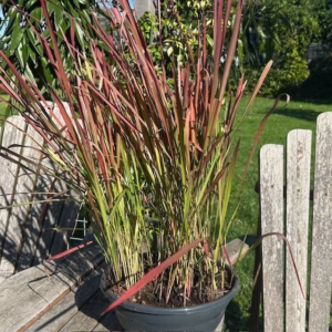Imperata 'Red Baron' (Bloedgras)