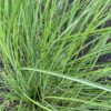 Miscanthus 'gracillimus' (Prachtriet)