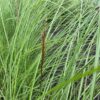 Miscanthus 'gracillimus' (Prachtriet)
